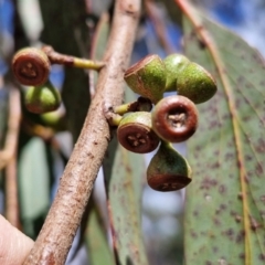 Eucalyptus dives at Paling Yards, NSW - 7 Sep 2024