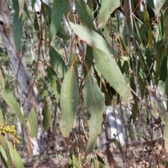 Eucalyptus dives at Paling Yards, NSW - 7 Sep 2024 12:47 PM