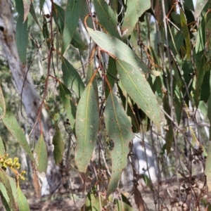 Eucalyptus dives at Paling Yards, NSW - 7 Sep 2024 12:47 PM