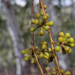 Eucalyptus dives at Paling Yards, NSW - 7 Sep 2024