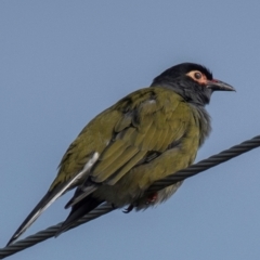 Sphecotheres vieilloti (Australasian Figbird) at Mon Repos, QLD - 27 Jun 2024 by Petesteamer