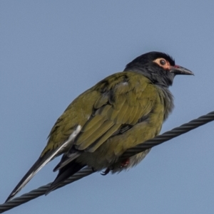 Sphecotheres vieilloti at Mon Repos, QLD - 28 Jun 2024