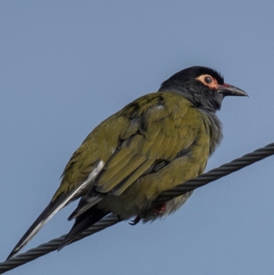 Sphecotheres vieilloti (Australasian Figbird) at Mon Repos, QLD - 27 Jun 2024 by Petesteamer