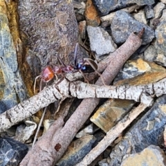 Unidentified Ant (Hymenoptera, Formicidae) at Paling Yards, NSW - 7 Sep 2024 by trevorpreston