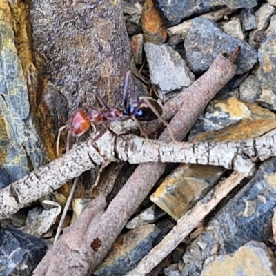 Iridomyrmex purpureus (Meat Ant) at Paling Yards, NSW - 7 Sep 2024 by trevorpreston