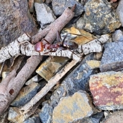 Iridomyrmex purpureus at Paling Yards, NSW - 7 Sep 2024 12:45 PM