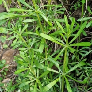 Galium aparine at Paling Yards, NSW - 7 Sep 2024