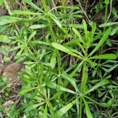 Galium aparine (Goosegrass, Cleavers) at Paling Yards, NSW - 7 Sep 2024 by trevorpreston