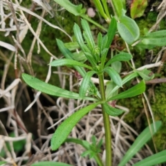 Galium aparine at Paling Yards, NSW - 7 Sep 2024