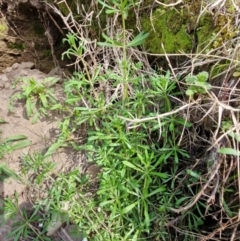Galium aparine at Paling Yards, NSW - 7 Sep 2024 12:42 PM