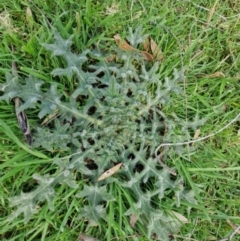 Cirsium vulgare (Spear Thistle) at Paling Yards, NSW - 7 Sep 2024 by trevorpreston