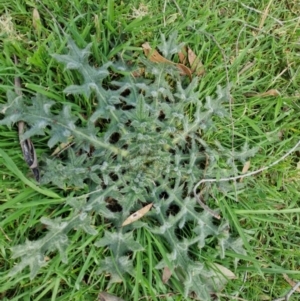 Cirsium vulgare at Paling Yards, NSW - 7 Sep 2024