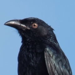 Dicrurus bracteatus (Spangled Drongo) at Mon Repos, QLD - 27 Jun 2024 by Petesteamer