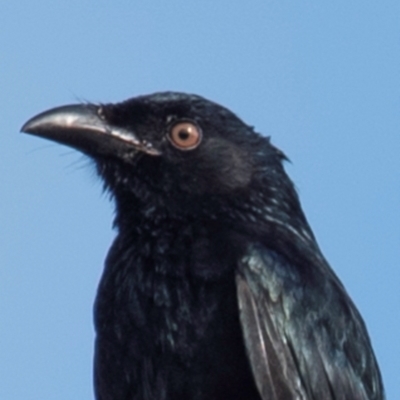 Dicrurus bracteatus (Spangled Drongo) at Mon Repos, QLD - 27 Jun 2024 by Petesteamer