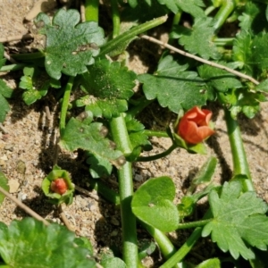 Modiola caroliniana at Paling Yards, NSW - 7 Sep 2024