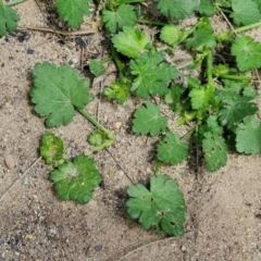 Modiola caroliniana at Paling Yards, NSW - 7 Sep 2024