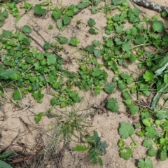 Modiola caroliniana at Paling Yards, NSW - 7 Sep 2024