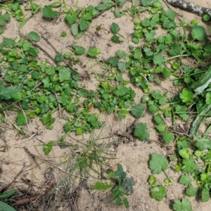 Modiola caroliniana at Paling Yards, NSW - 7 Sep 2024