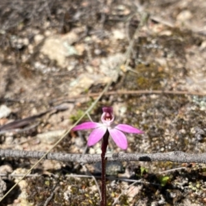 Caladenia fuscata at Conder, ACT - suppressed