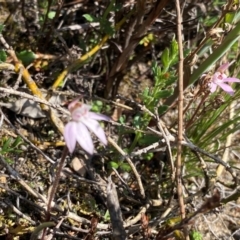 Caladenia fuscata at Conder, ACT - suppressed