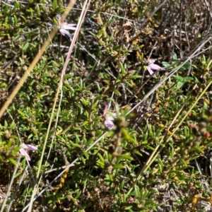 Caladenia fuscata at Conder, ACT - suppressed