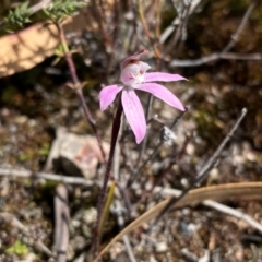 Caladenia fuscata at Conder, ACT - suppressed