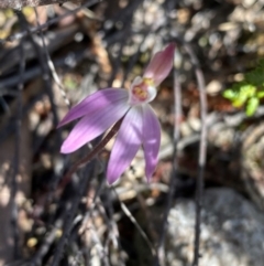 Caladenia fuscata at Conder, ACT - suppressed