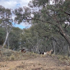 Capra hircus (Wild Goat) at Banks, ACT - 7 Sep 2024 by Shazw