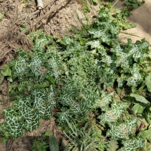 Silybum marianum at Paling Yards, NSW - 7 Sep 2024