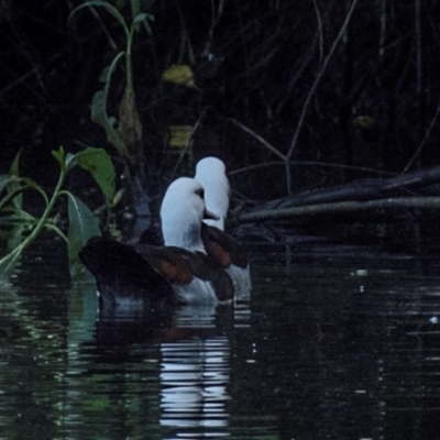 Radjah radjah (Radjah Shelduck) at Mon Repos, QLD - 27 Jun 2024 by Petesteamer