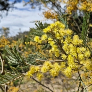 Acacia dealbata at Paling Yards, NSW - 7 Sep 2024