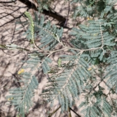 Acacia dealbata at Paling Yards, NSW - 7 Sep 2024