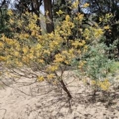 Acacia dealbata at Paling Yards, NSW - 7 Sep 2024