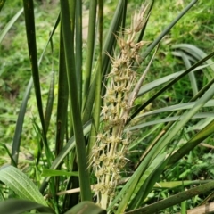 Lomandra longifolia (Spiny-headed Mat-rush, Honey Reed) at Paling Yards, NSW - 7 Sep 2024 by trevorpreston