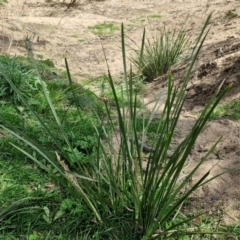 Lomandra longifolia at Paling Yards, NSW - 7 Sep 2024