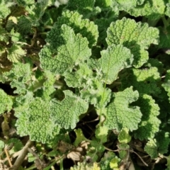 Marrubium vulgare (Horehound) at Paling Yards, NSW - 7 Sep 2024 by trevorpreston