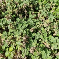 Marrubium vulgare at Paling Yards, NSW - 7 Sep 2024