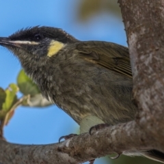 Meliphaga lewinii (Lewin's Honeyeater) at Mon Repos, QLD - 28 Jun 2024 by Petesteamer