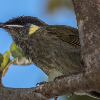 Meliphaga lewinii (Lewin's Honeyeater) at Mon Repos, QLD - 28 Jun 2024 by Petesteamer