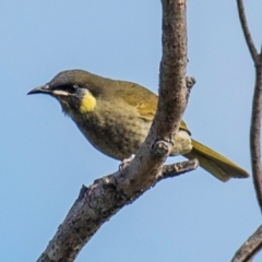 Meliphaga lewinii at Mon Repos, QLD - 28 Jun 2024