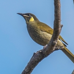Meliphaga lewinii at Mon Repos, QLD - 28 Jun 2024 10:09 AM