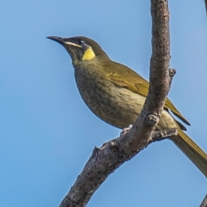 Meliphaga lewinii at Mon Repos, QLD - 28 Jun 2024