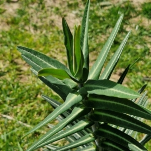 Euphorbia lathyris at Paling Yards, NSW - 7 Sep 2024