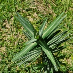 Euphorbia lathyris at Paling Yards, NSW - 7 Sep 2024