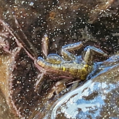 Unidentified Insect at Paling Yards, NSW - 7 Sep 2024 by trevorpreston