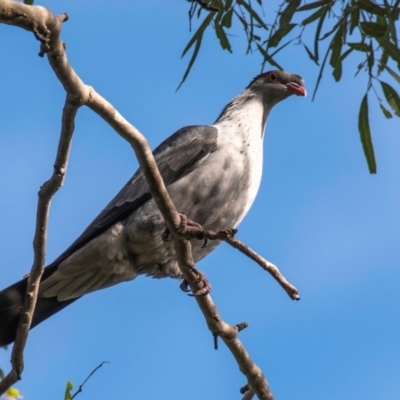 Lopholaimus antarcticus (Topknot Pigeon) at Mon Repos, QLD - 28 Jun 2024 by Petesteamer