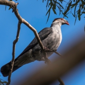 Lopholaimus antarcticus at Mon Repos, QLD - 28 Jun 2024