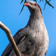 Lopholaimus antarcticus at Mon Repos, QLD - 28 Jun 2024 10:04 AM