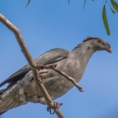 Lopholaimus antarcticus at Mon Repos, QLD - 28 Jun 2024