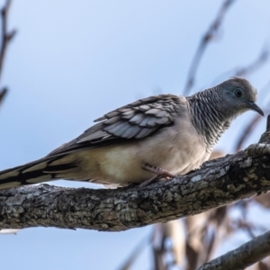 Geopelia placida at Mon Repos, QLD - 28 Jun 2024